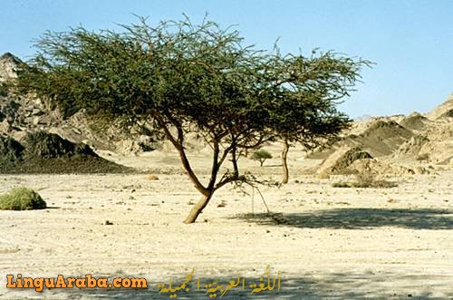 Deserto del Sinai